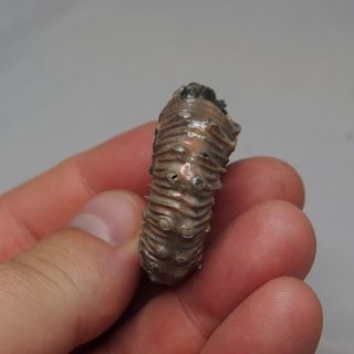43mm Kosmoceras spinosum Ammonite Pyrite Fossils Ryazan pyritized Russia 5