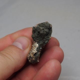 43mm Kosmoceras spinosum Ammonite Pyrite Fossils Ryazan pyritized Russia 6