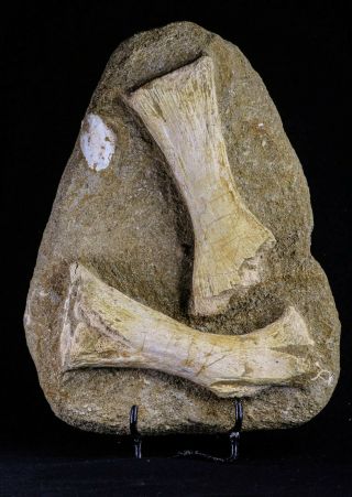 20504 - Finest Grade Unidentified Mosasaur Phalanx,  Metacarpal Paddle Bones