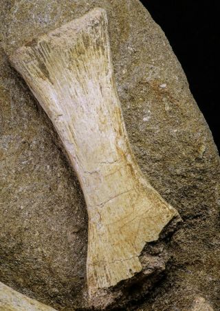 20504 - Finest Grade Unidentified Mosasaur Phalanx,  Metacarpal Paddle Bones 2