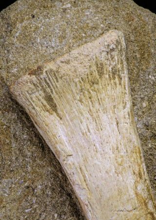 20504 - Finest Grade Unidentified Mosasaur Phalanx,  Metacarpal Paddle Bones 3