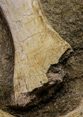 20504 - Finest Grade Unidentified Mosasaur Phalanx,  Metacarpal Paddle Bones 4