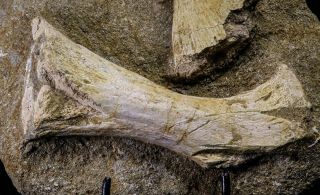 20504 - Finest Grade Unidentified Mosasaur Phalanx,  Metacarpal Paddle Bones 5
