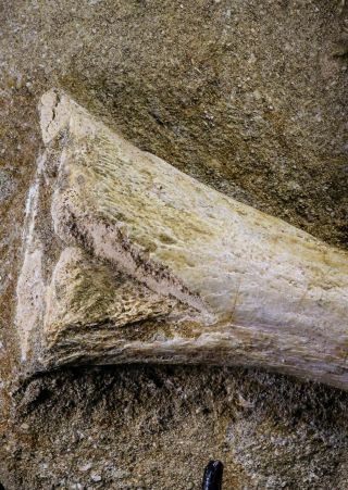 20504 - Finest Grade Unidentified Mosasaur Phalanx,  Metacarpal Paddle Bones 6