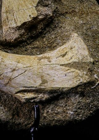 20504 - Finest Grade Unidentified Mosasaur Phalanx,  Metacarpal Paddle Bones 7