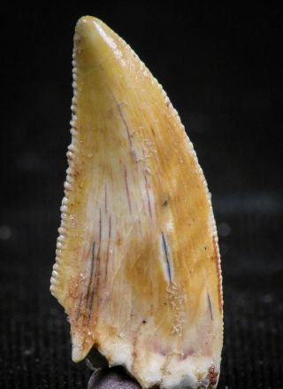 06071 - Top Quality 0.  82 Inch Serrated Abelisaur Dinosaur Tooth Cretaceous