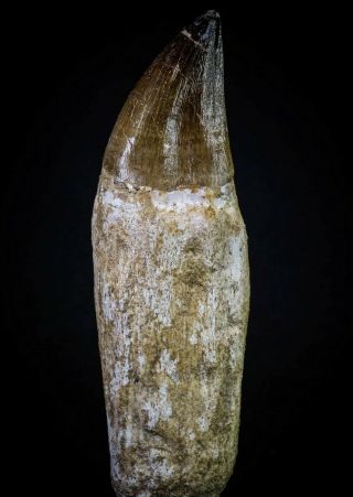20280 - Top Huge Rooted 4.  63 Inch Mosasaur (prognathodon Anceps) Tooth