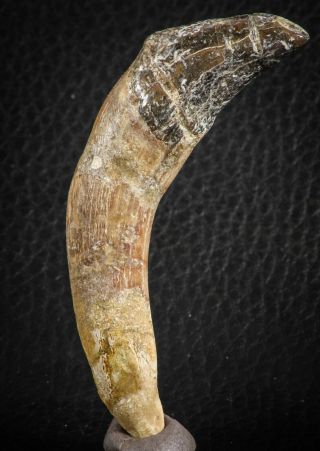 07093 - Extremely Rare 2.  93 Inch Pappocetus Lugardi Incisor Rooted Tooth