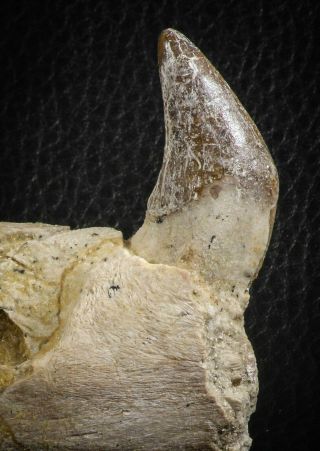 07103 - Extremely Rare 2.  57 Inch Pappocetus Lugardi Incisor Rooted Tooth In Jaw