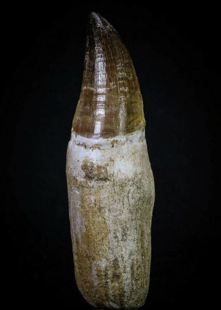 20278 - Top Huge Rooted 4.  78 Inch Mosasaur (prognathodon Anceps) Tooth
