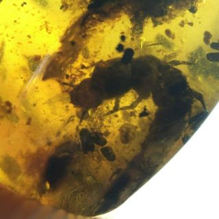 Large Beetle Larva Burmite Cretaceous Amber Fossil Dinosaurs Era