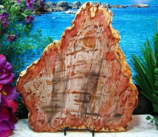 Petrified Wood Complete Round Slab W/bark Stunning Coral - Pink Dandelion 12 "