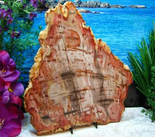 Petrified Wood COMPLETE ROUND Slab w/Bark STUNNING CORAL - PINK DANDELION 12 