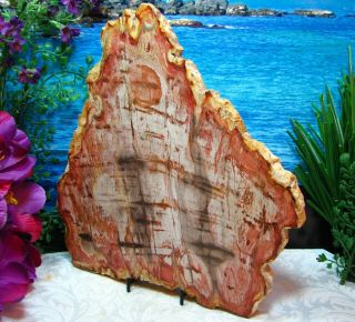 Petrified Wood COMPLETE ROUND Slab w/Bark STUNNING CORAL - PINK DANDELION 12 