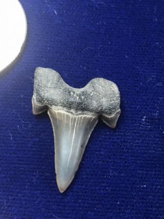Rare Cretalamna Appendiculata Fossil Cretaceous Shark Tooth Mississippi