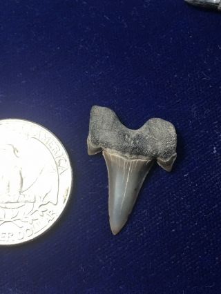 Rare Cretalamna Appendiculata Fossil Cretaceous Shark Tooth Mississippi 2