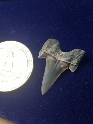 Rare Cretalamna Appendiculata Fossil Cretaceous Shark Tooth Mississippi 3