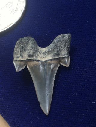 Rare Cretalamna Appendiculata Fossil Cretaceous Shark Tooth Mississippi 4