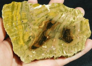 A 225 Million Year Old Polished Petrified Wood Fossil From Arizona 407gr E