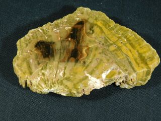 A 225 Million Year Old Polished Petrified Wood Fossil From Arizona 407gr e 4