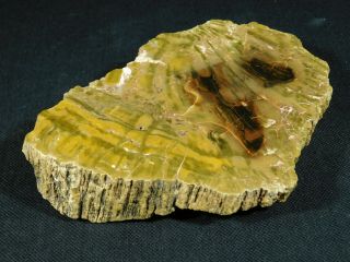 A 225 Million Year Old Polished Petrified Wood Fossil From Arizona 407gr e 5
