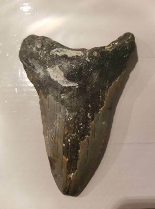 5.  53 Inch Prehistoric Megalodon Sharks Tooth Fossil
