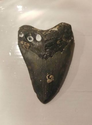 4.  05 Inch Prehistoric Megalodon Sharks Tooth Fossil