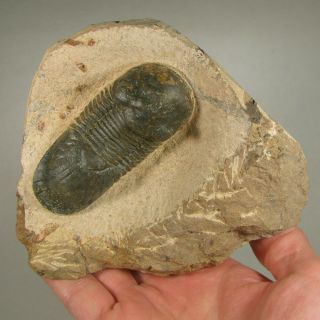 3.  3 " Paralejurus Trilobite Fossil On Matrix Rock - Devonian Age - Morocco