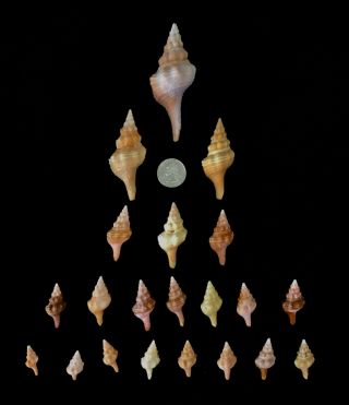 Set Of 21 Sanibel Florida Juvenile Horse Conch Shells 1 " - 3 1/2 " Bulk Craft