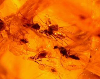 5 Winged Ants With Wasps,  Flies In Large Authentic Dominican Amber Fossil 8.  4 G