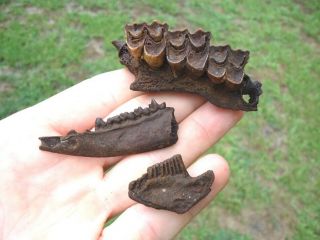3 Ice Age Mammal Jaw Bones With Teeth Florida Fossils Tooth Extinct Skeleton Fl