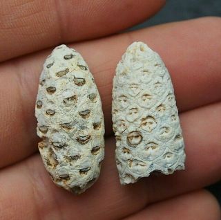2x Conifer Fossilised Pine Cone Agatizet Fossils Plant Eocene Agate Mineral