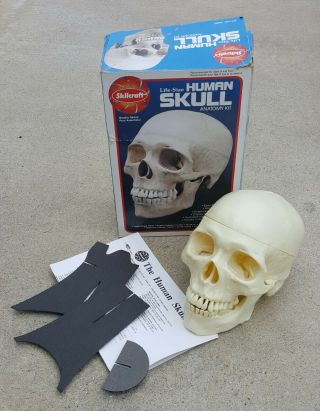 Vintage 1996 Skilcraft Human Skull Mode L Kit Life - Size Anatomy