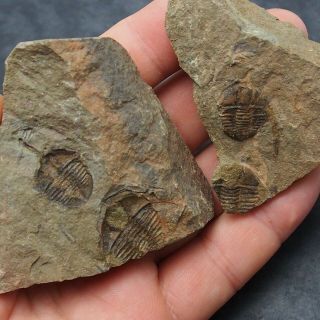 Trilobite Ampyx Priscus Ordovician Fossil Trilobiten Morocco Pos,  Neg