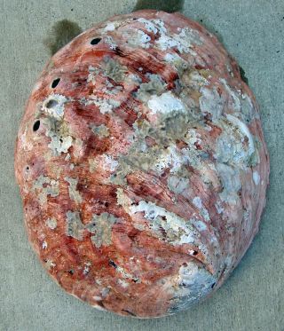 Large Red Abalone Mother Of Pearl Sea Shell For Decorations Jewelry Or Smudging