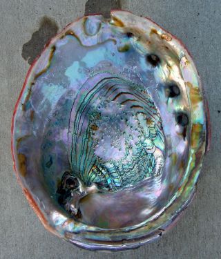LARGE RED ABALONE MOTHER OF PEARL SEA SHELL FOR DECORATIONS JEWELRY OR SMUDGING 2