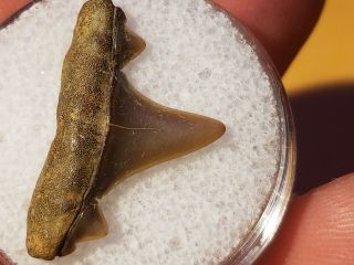 2 Lsr / Fossil Shark Tooth Cretaceous N Sulphur River Tx.  Wolf Fam.  Coll.