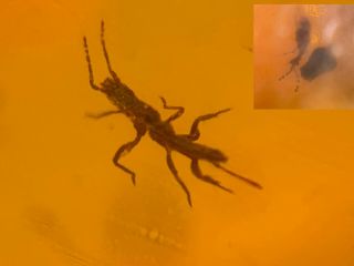 2 Unique Unknown Beetle Burmite Myanmar Burmese Amber Insect Fossil Dinosaur Age