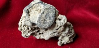 Fossilized Whale Vertebrae Embedded In Stone With Multiple Fossil Impressions