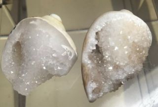 2 Shells Agate & Sparkling Drusy Fossils 128