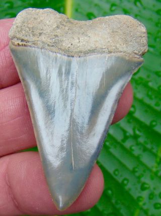 Mako Shark Tooth - OVER 2 & 1/8 in.  LEE CREEK - AURORA - NO RESTORATIONS 2