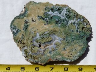 Rimrock: Hampton Butte Petrified Wood Rough Slice