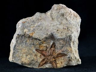 44mm Brittlestar Petraster Starfish Fossil Ordovician Morocco 450 Million Yrs