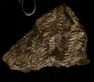 8.  5×6.  5 " Museum Quality Carboniferous Fern Fossil Abundant Pecopteris Fronds