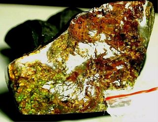 Ammolite - Fossil,  Rainbow Dragon Skin,  1.  3oz,  183.  80ct.  57x35x12mm,  Amo - A18