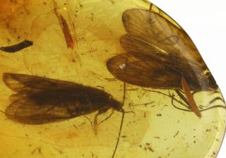 Baltic Amber With 2 Prehistoric Caddisfly Inclusions Comes W/4x Magnifying Case