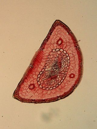 Antique Microscope Slide.  Edward Ward.  Section Of Leaf Of Pine.  Pinus Sylvestris