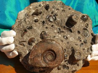 Large Heavy Fossil Ammonite Group With Other Sea Life 400 Million Years Old