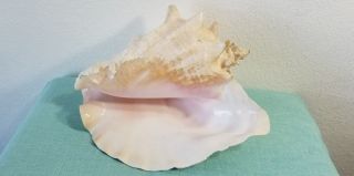 Vintage Large Queen Conch Sea Shell Pink Natural Beach Ocean 11 Inch