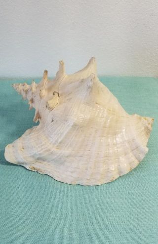 Vintage Large Queen Conch Sea Shell Pink Natural Beach Ocean 11 inch 2